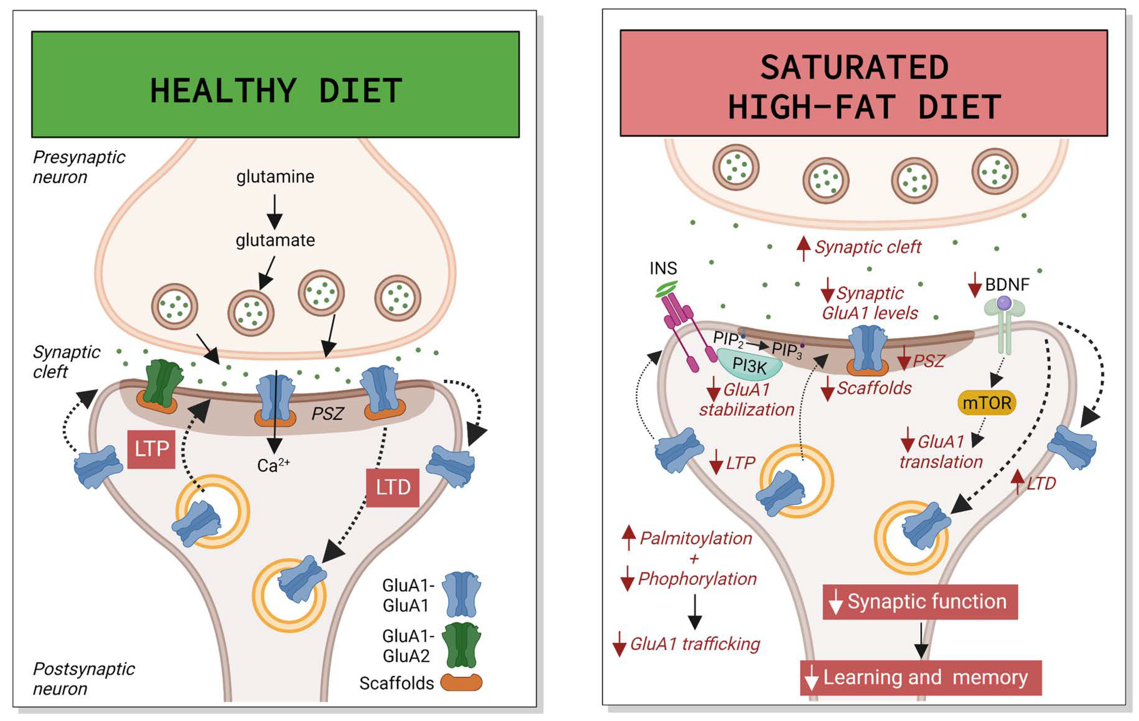 Paleo vs Keto